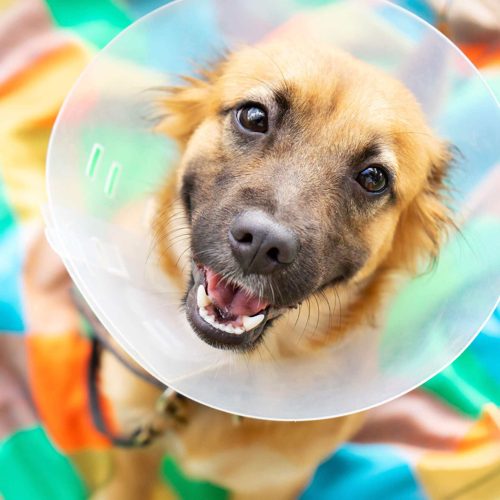 Just a cute dog, a couple says after surgery.
