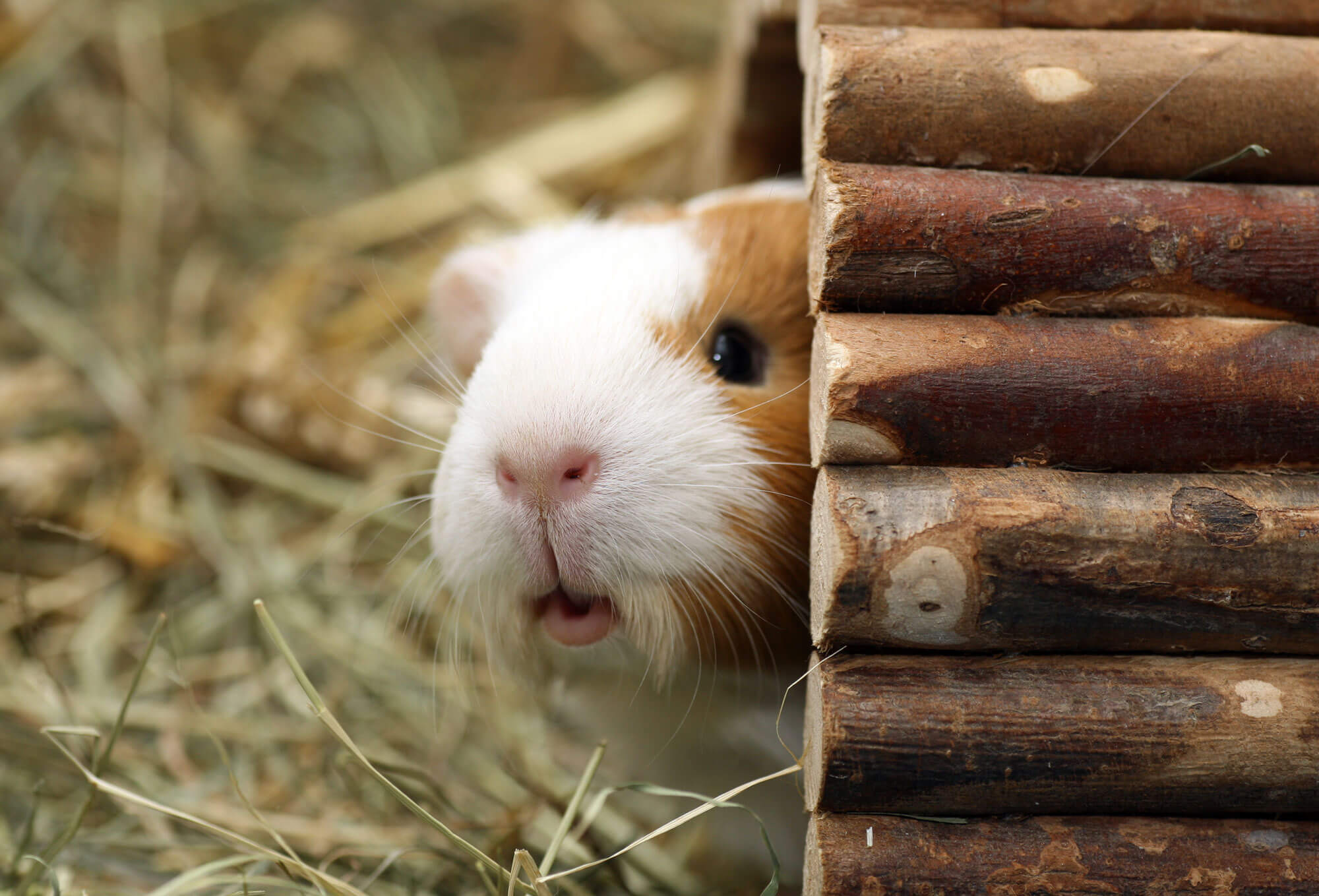 Quizzical Guinea Pig
